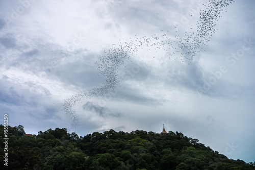 Large colonies of bats stream. They are flying to collect their food in the evening. © joeyphoto