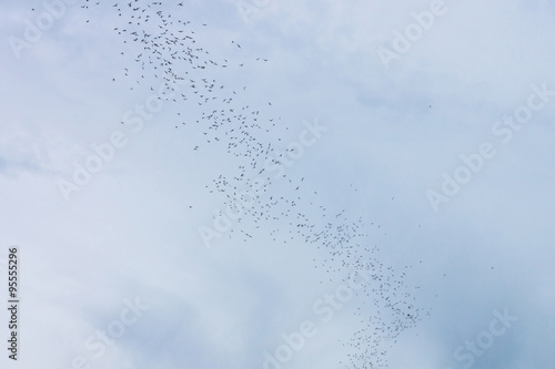 Large colonies of bats. They are flying to collect their food. © joeyphoto