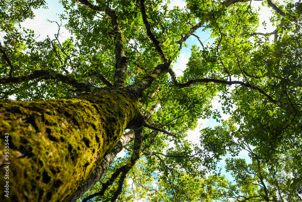 Fototapeta premium Magical fresh green forest big tree