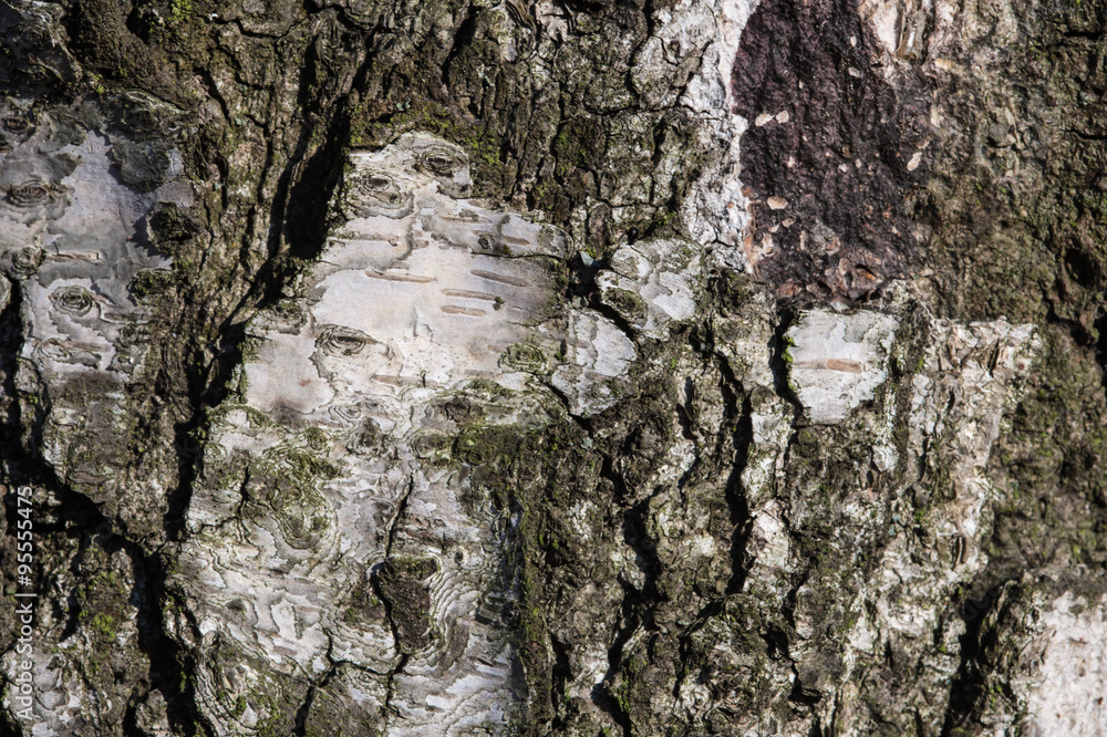 The bark of birch tree close up The bark of birch tree close up