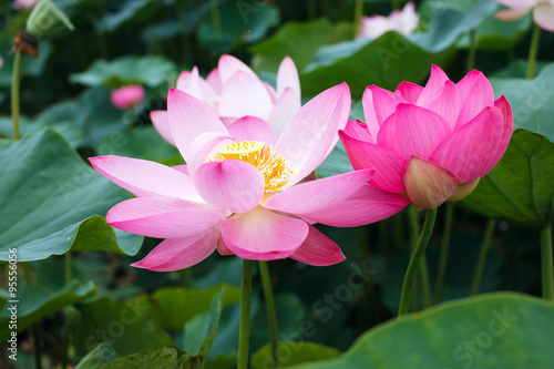 Lotus flower  rare flower  the ancient flower  a symbol of purity  symbol of Buddhism  Nelumbo  Lotus orehonosny  Species listed in the Red book  Nelumbo nucifera  a Plant  in of Asia and Orient