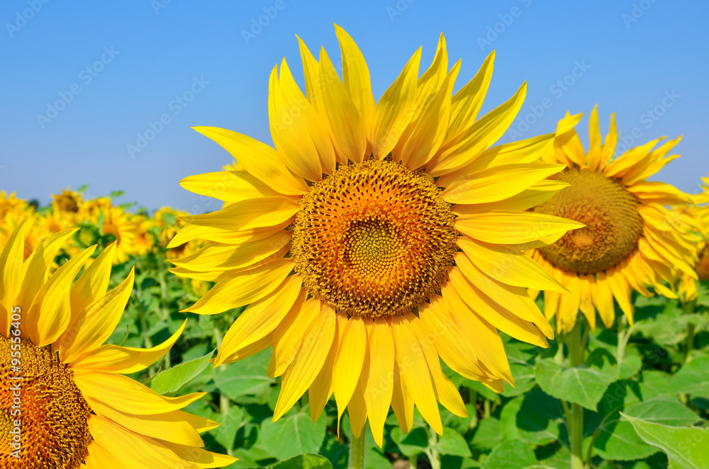 Young sunflowers bloom in field against a blue sky