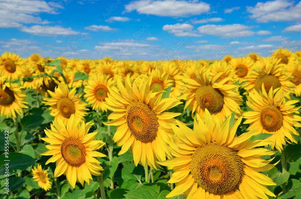 Young sunflowers bloom in field against a blue sky