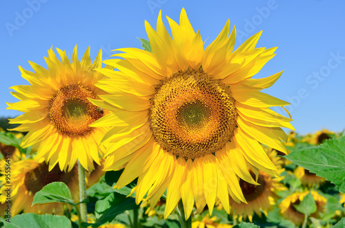 Young sunflowers bloom in field against a blue sky