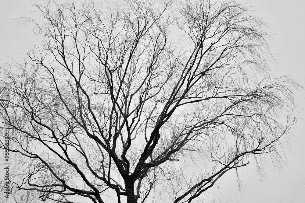 Leafless Tree silhouette isolated over white background.