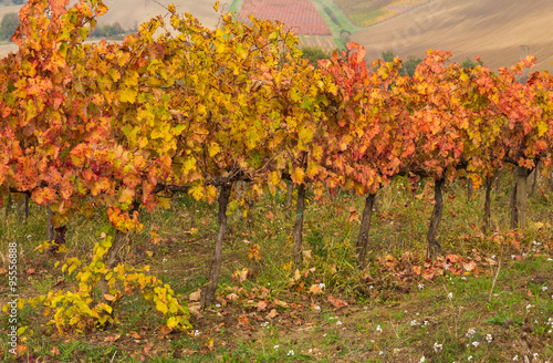Filare di un vitigno italiano in autunno
