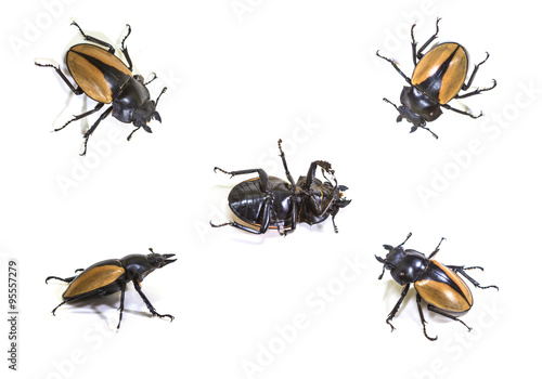 set of  bug in genus Odontolabis © forest71