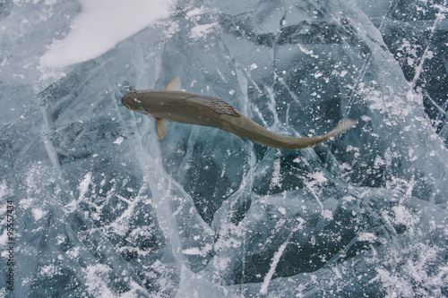 catch of fish on ice fishing