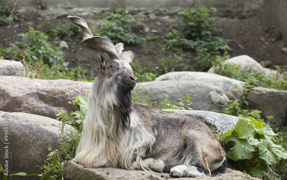 male Turkmenian markhor (Capra falconeri heptneri) resting on rocks male Turkmenian markhor (Capra falconeri heptneri) resting on rocks