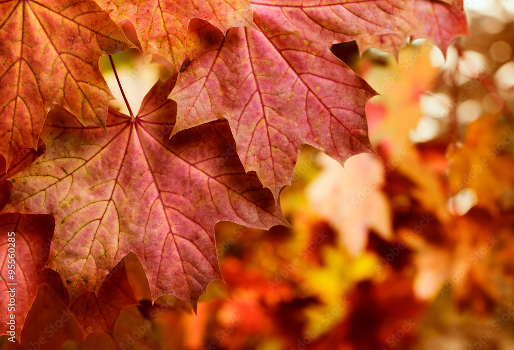 autumn background with maple leaves autumn background with maple leaves