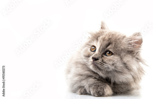 Fototapeta Naklejka Na Ścianę i Meble -  micino persiano