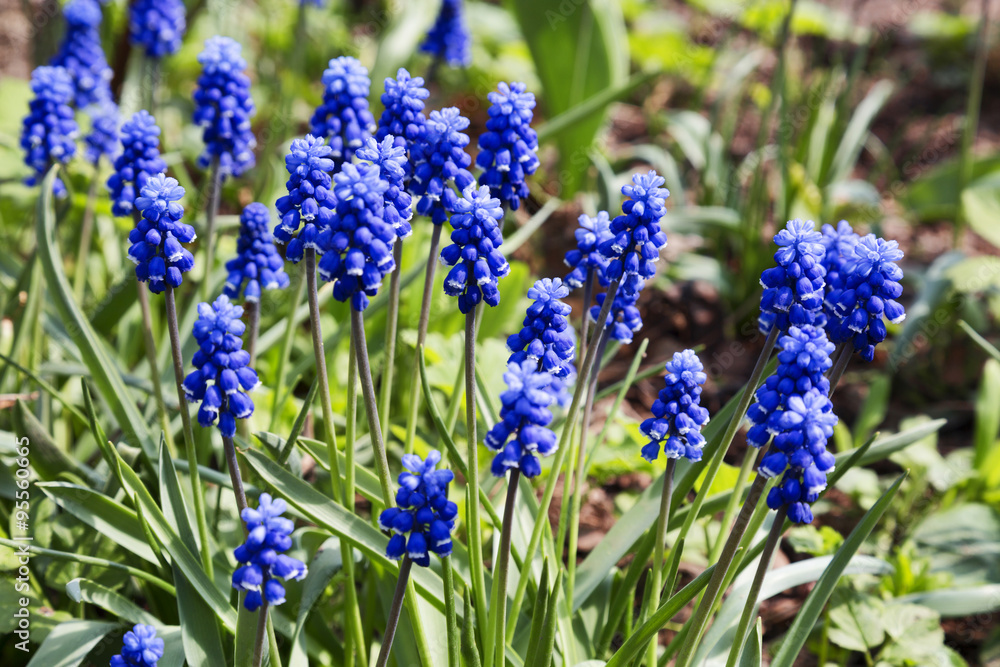 Fototapeta premium Spring flowers - blue flowers Muscari or murine hyacinth