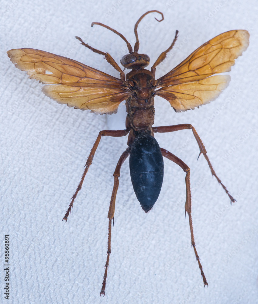 Wasp close-up (hemipepsis tamisieri Guerin) Wasp close-up (hemipepsis tamisieri Guerin)
