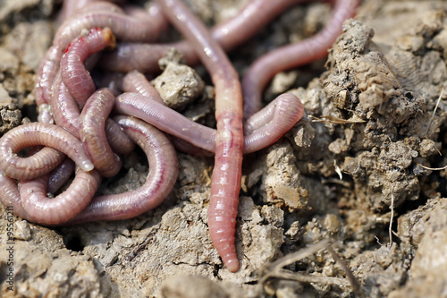 Earthworms in mold, macro photo
 photo