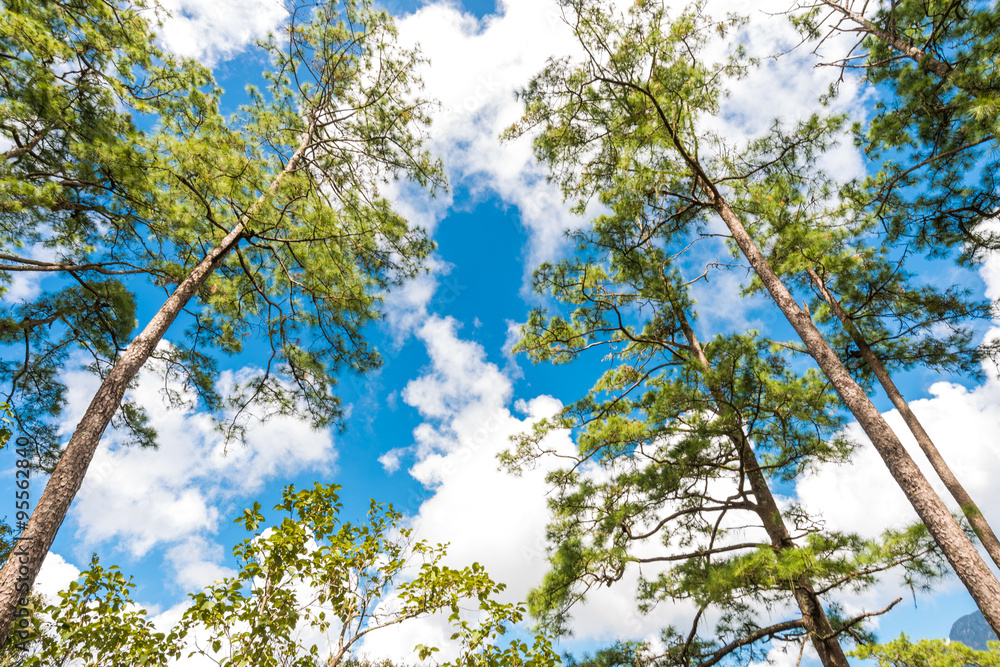 Pine tree on sub alpine mountain forest Pine tree on sub alpine mountain forest