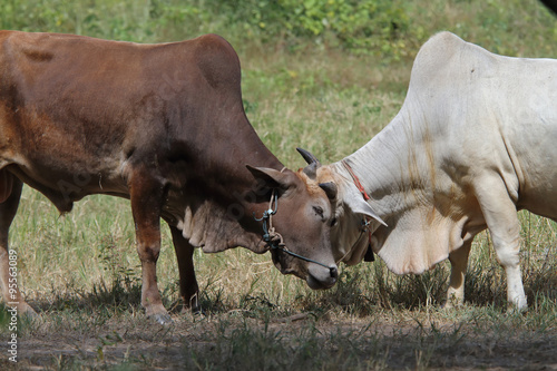 Wallpaper Mural cows Torontodigital.ca