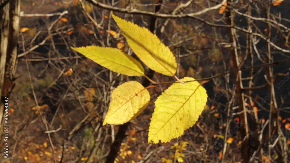 detail yellow leaves detail yellow leaves