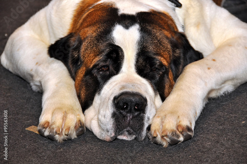 A St. Bernard dog sleeps in the floor.  © zanna_