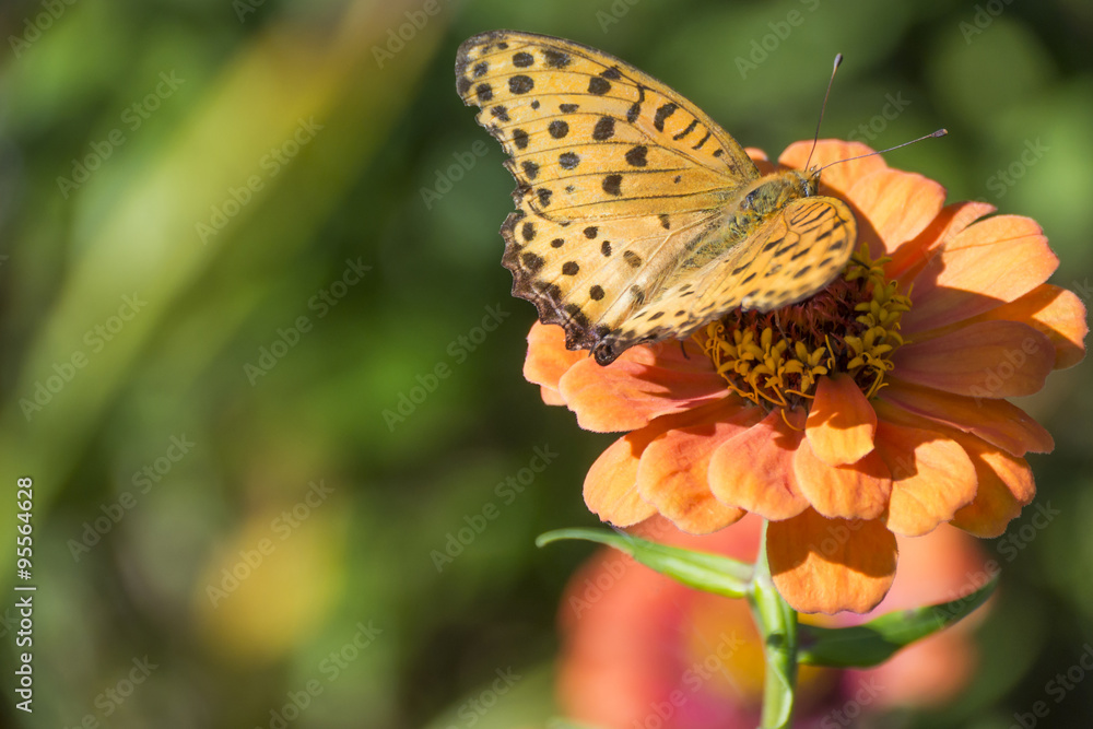 Obraz premium 花の蜜を吸う蝶々