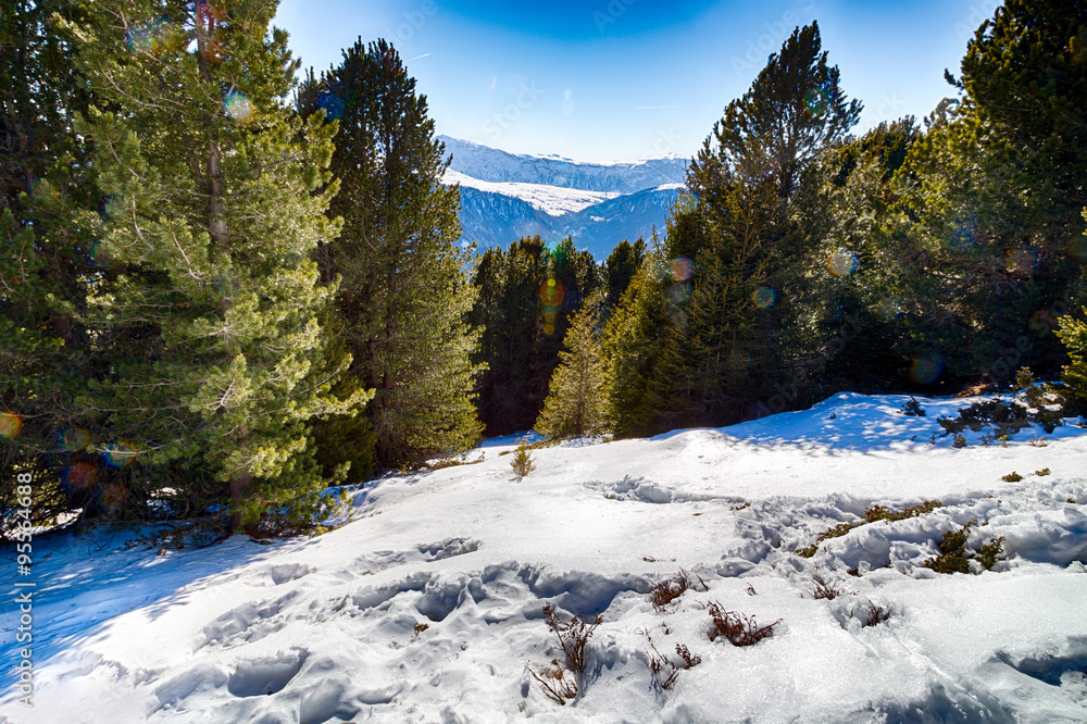 panorama of the Dolomites with snow-capped peaks and conifers panorama of the Dolomites with snow-capped peaks and conifers