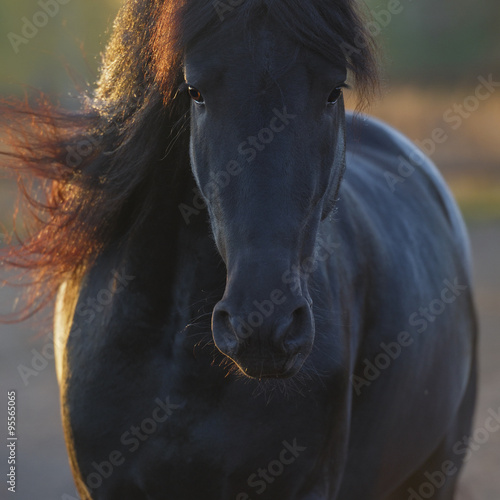 Portrait of the black Frisian horse in freedom #95565065