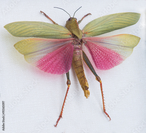 close-up of locust (Lophacris cristata), Tingo Maria, Peru, Sout
