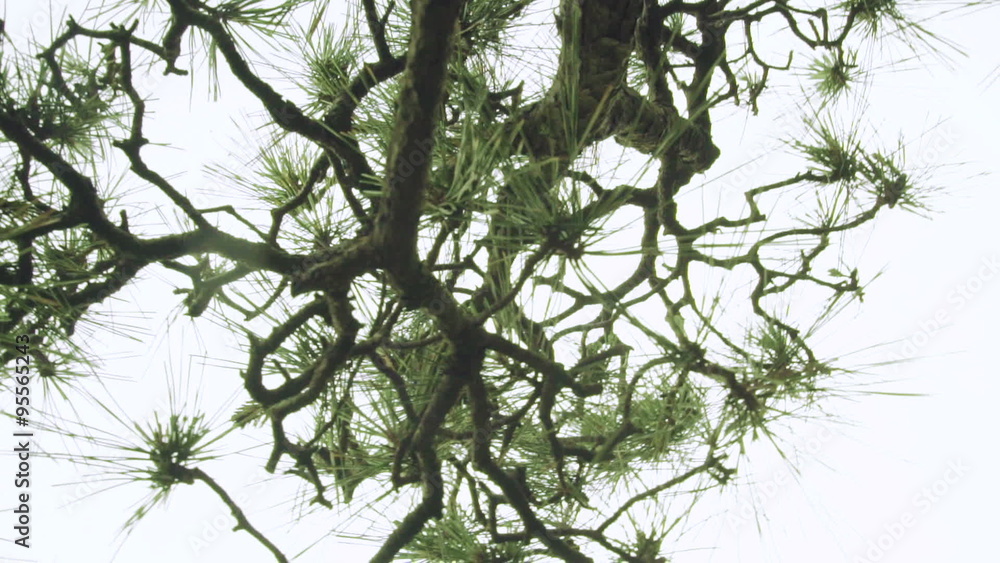Dynamic moving shot underneath a Japanese pine tree (matsu) Dynamic moving shot underneath a Japanese pine tree (matsu)