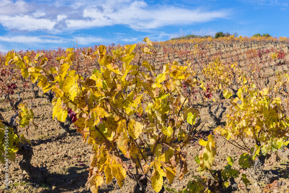 Vineyard at Rioja Alavesa, Basque Country (Spain)