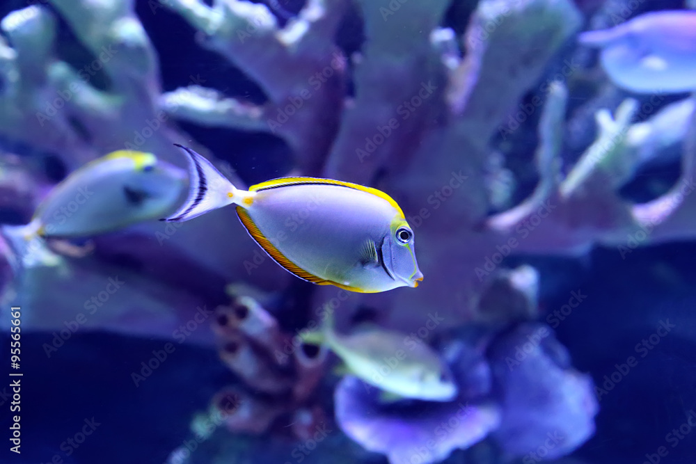 Φωτογραφία Tropical fish Naso Lituratus Acanthuridae
