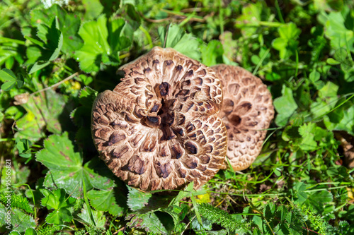 Brown mushrooms in wood close up (Sarcodon imbricatus)