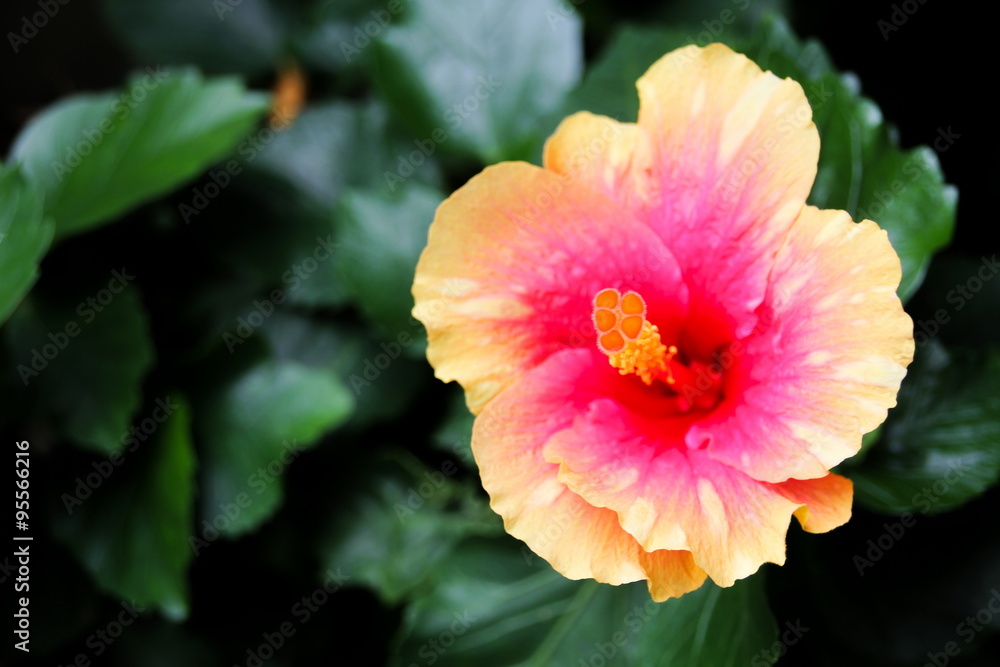 Multi color Hibiscus Rosa-sinensis Multi color Hibiscus Rosa-sinensis