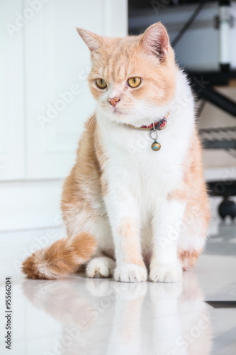 American Short Hair with yellow eyes cat