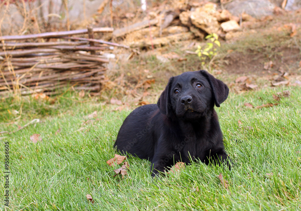 little nice black labrador puppy in autumn