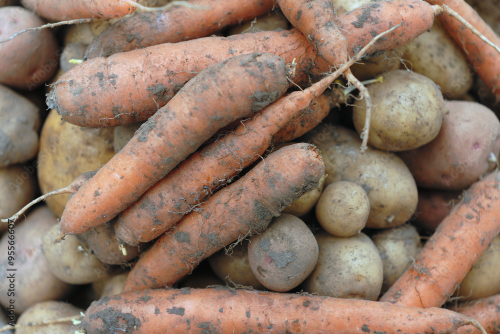 Red carrots and brown potatos, macro technique Red carrots and brown potatos, macro technique