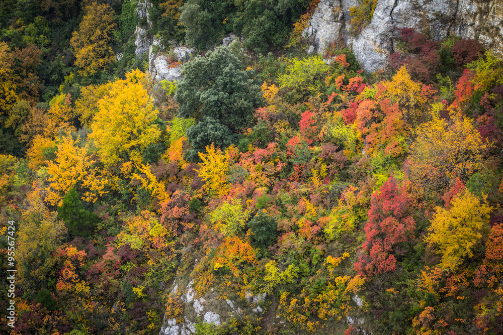 Autumn trees over rocky cliffs