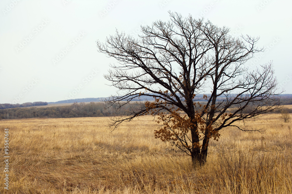 Lonely tree in field, autumn, and bare tree, the tree without leaves, yellow, field, panorama of nature, the horizon.