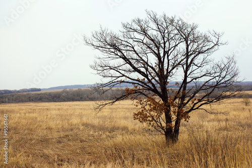 Lonely tree in field, autumn, and bare tree, the tree without leaves, yellow, field, panorama of nature, the horizon.