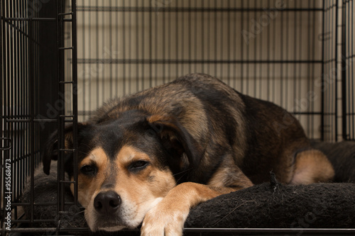 Photography Lazy Dog