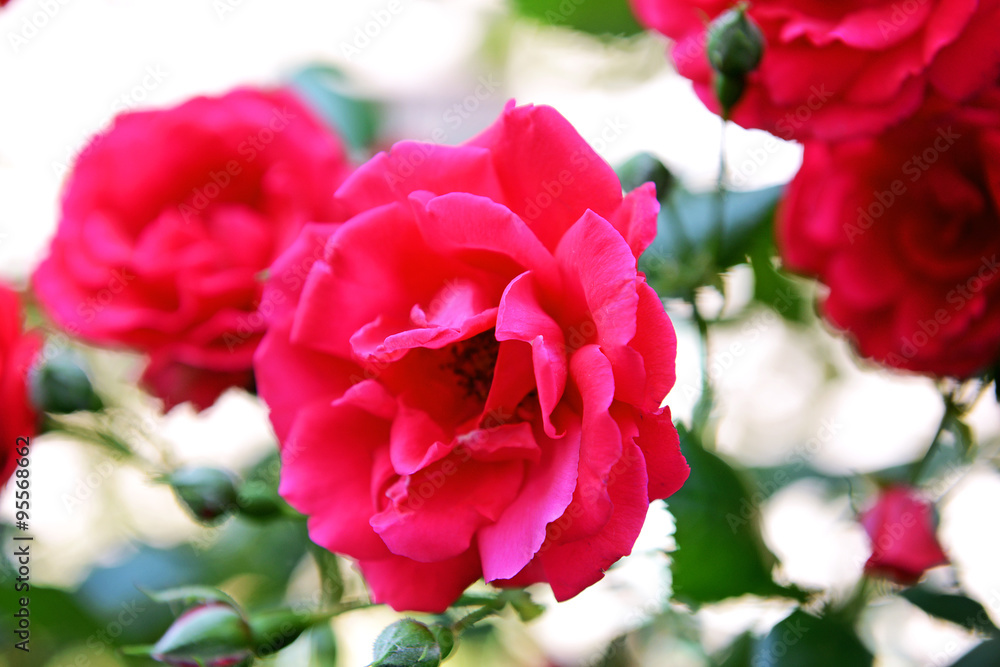 Beautiful roses growing in garden