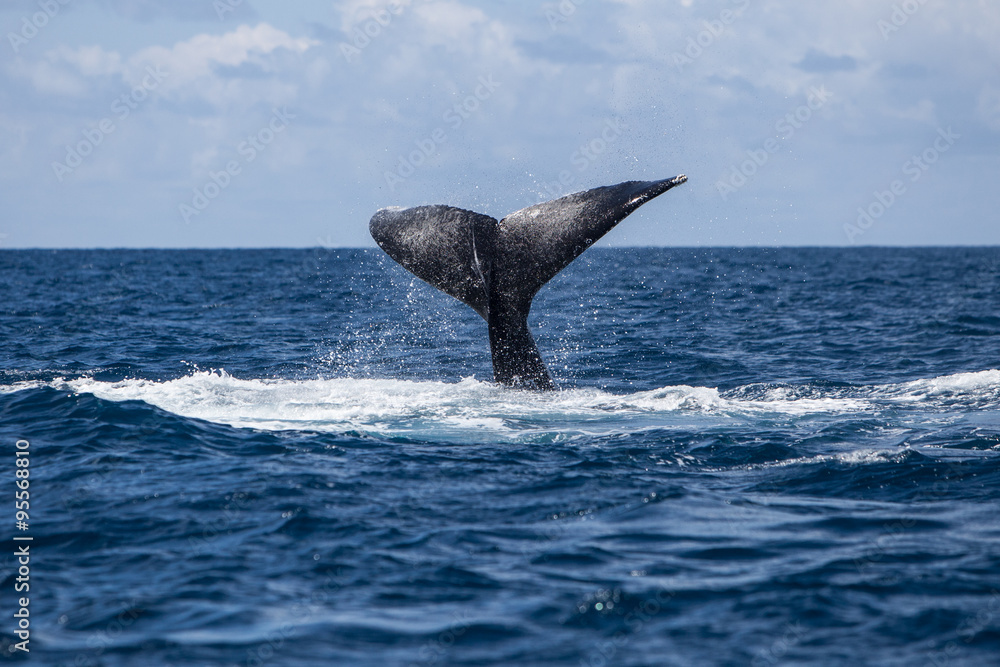 Fototapeta premium Humpback Whale Tail and Ocean