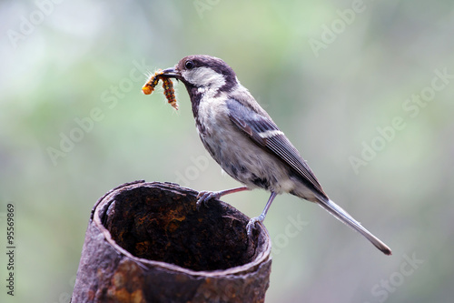 Lactating tit, Tit mom in winter with a caterpillar feeding Chicks, Parus major, a bird with a caterpillar in its beak, wildlife, animals motherhood, Great tit.