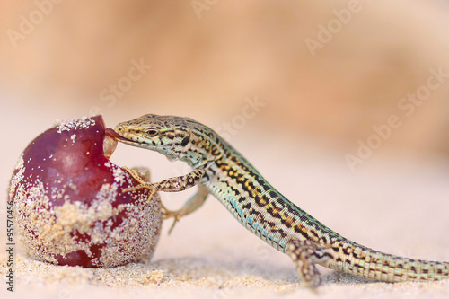 Erfrischung am Strand