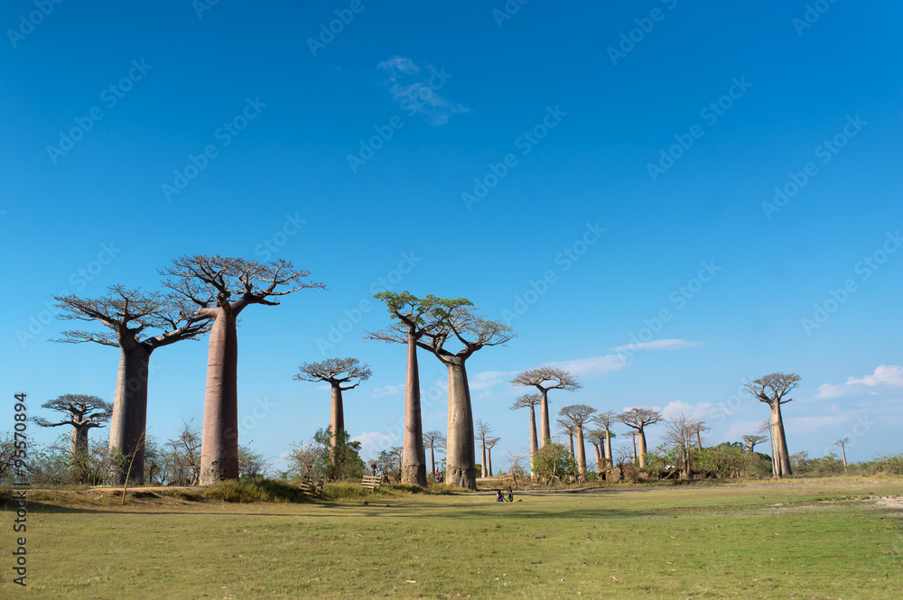 Baobab Alley - Madagascar