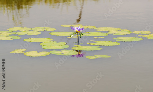 Fotografia Lily in the middle of water-lilies