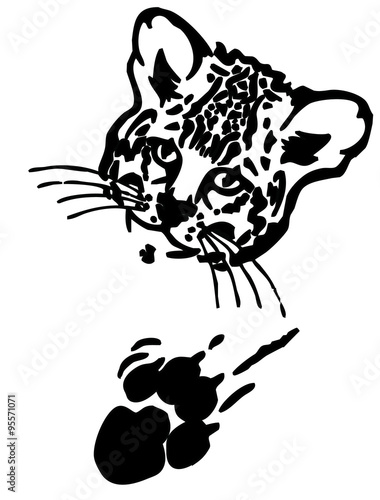 Foto Leopard puma or jaguar face with print of paw