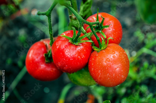 Tomatoes growing in garden