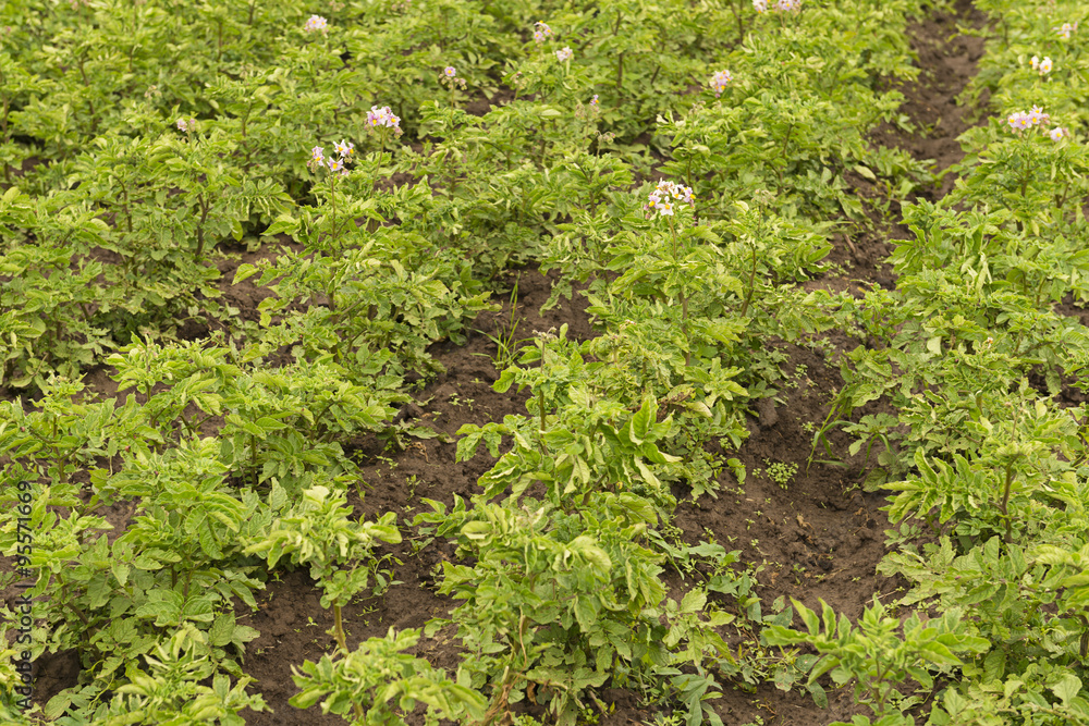 Field with potato beds