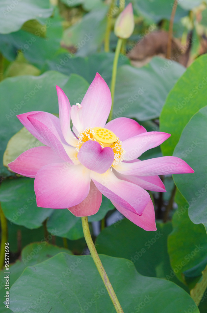 beautiful lotus flower