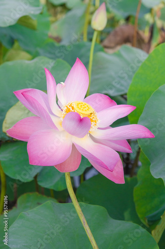 beautiful lotus flower