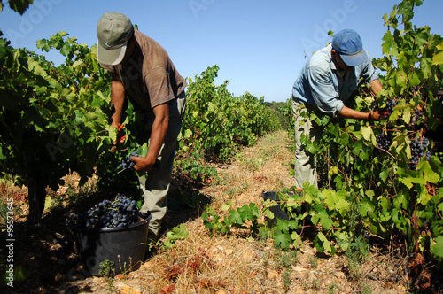 Tableau sur toile Vin
